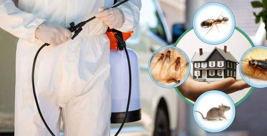 Şile Böcek İlaçlama