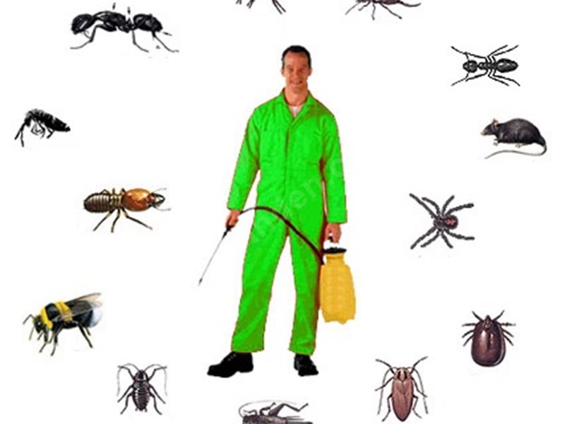 Şile Böcek İlaçlama